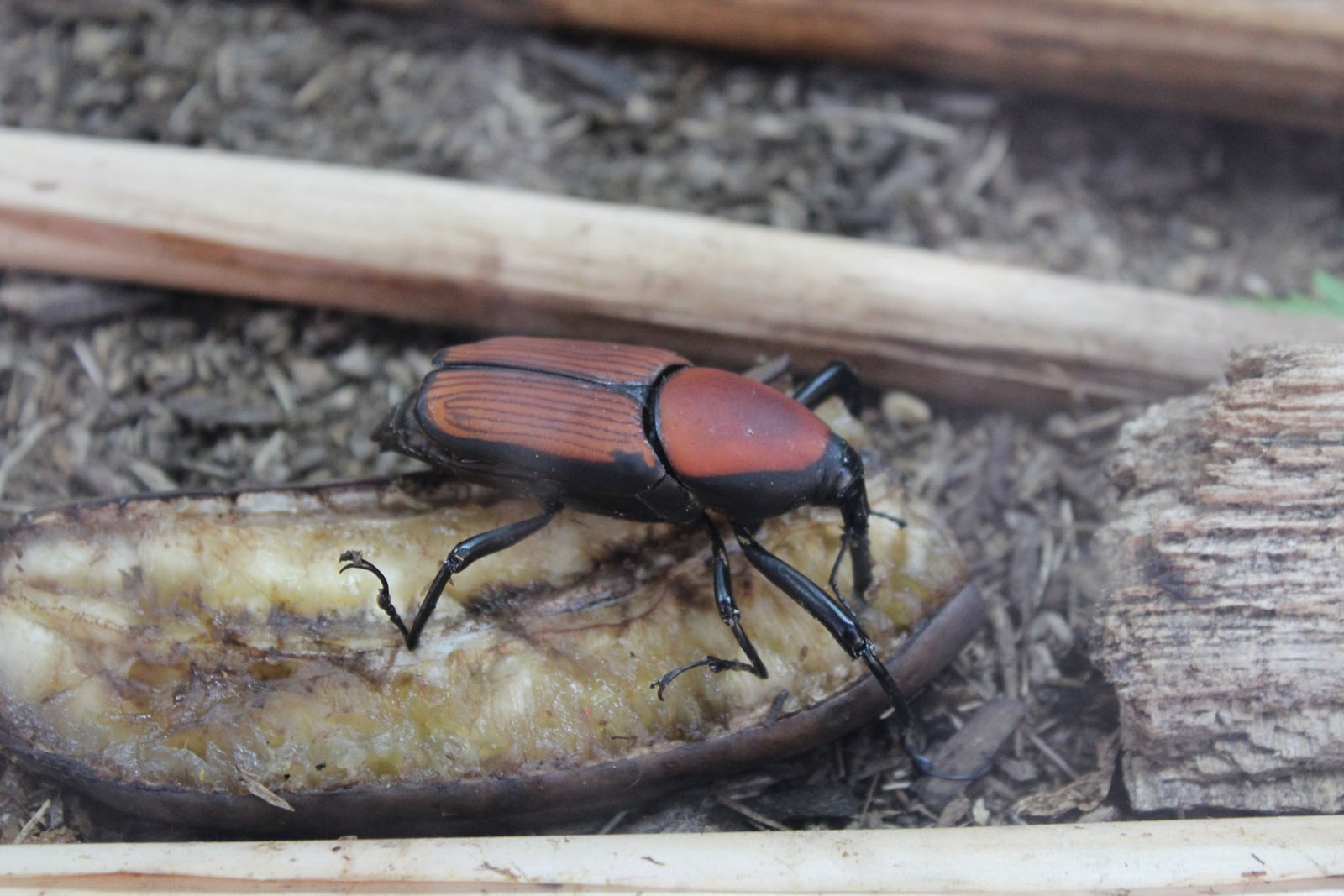 San Diego Zoo Part II 044